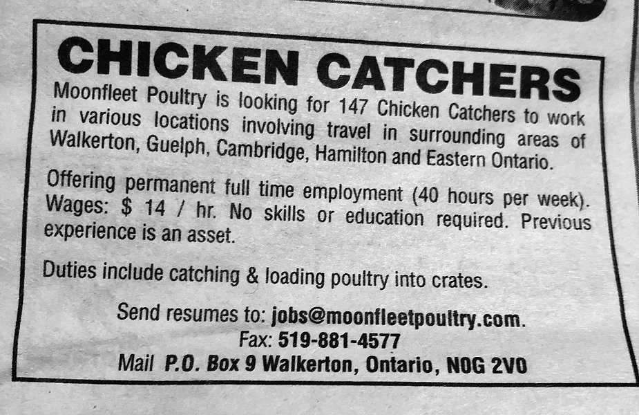 Chicken Catchers